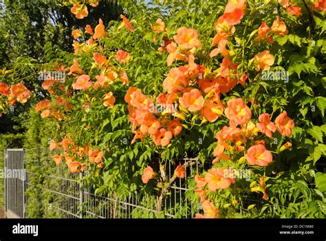 Trumpet Creeper Campsis Radicans Stock Photo Alamy