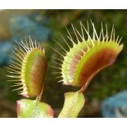 Carnivorous Plant Seeds - World Wonders Gardens - Seed Specialist