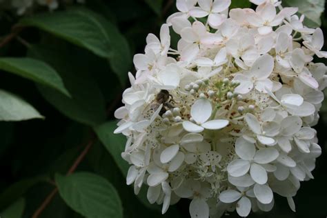 Twinkling Along Hydrangea Sex