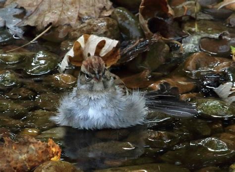 Swamp sparrow - FeederWatch