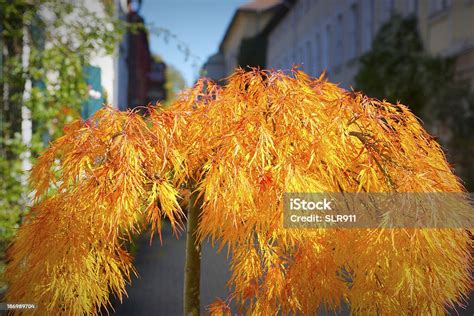 orange tree stock photo  image  autumn horizontal leaf