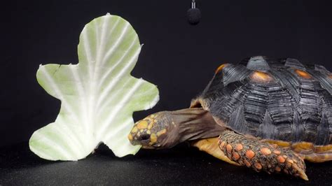 Asmr Tortoise Ginger Man Cabbage Eating Mukbang