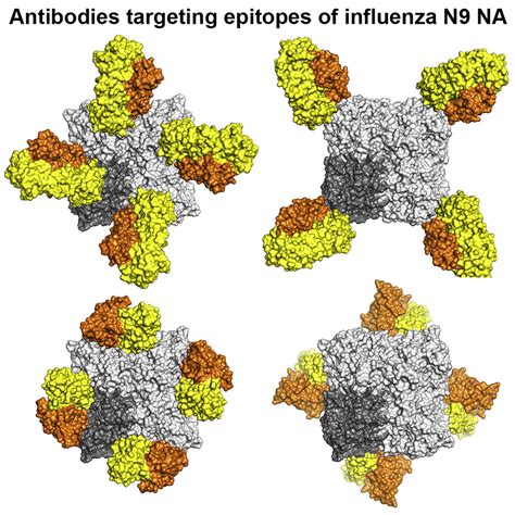 Structural Basis Of Protection Against H7n9 Influenza Virus By Human