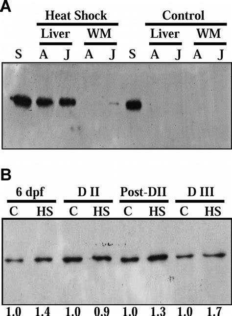 Representative Data Indicating That The Heat Shock Protein Hsp 70