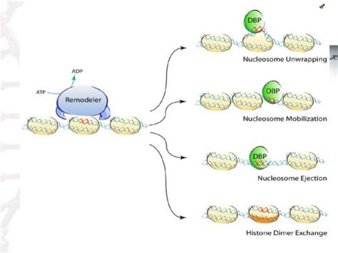 Chromatin Remodeling