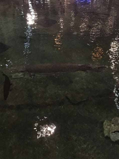 Alligator Gar From Bass Pro Shops Memphis Tn Us On July 19 2019 At