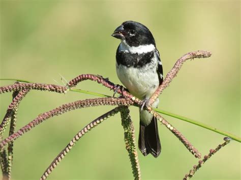 Semillero de collar (Aves de Kohunlich, Quintana Roo) · iNaturalist