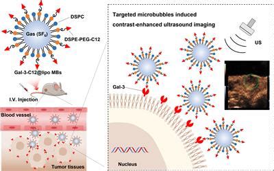 Frontiers Contrast Enhanced Ultrasound Combined Targeted Microbubbles