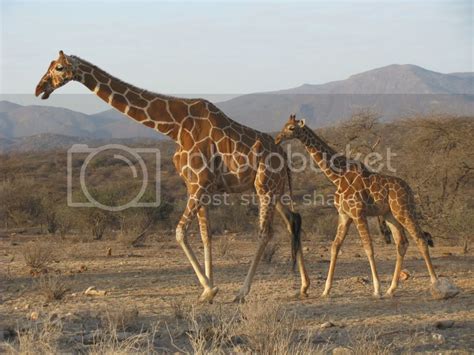 Reticulated Giraffe And Baby Photo by brysoncity_anna | Photobucket