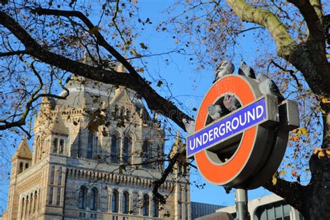 LONDON, UK - NOVEMBER 28, 2016: London Underground Sign with Pigeons ...