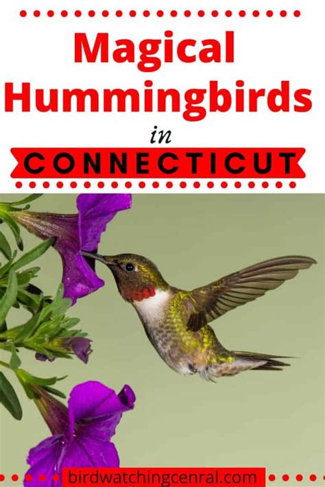 Hummingbirds In Connecticut Common And Rare Birdwatching Central