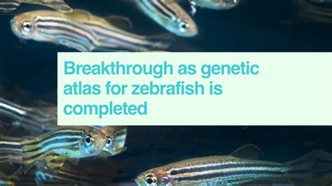 Zebrafish Genetic Atlas Completed