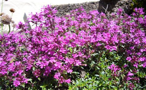 10 Sun Loving Ground Cover Plants Youll Fall In Love With