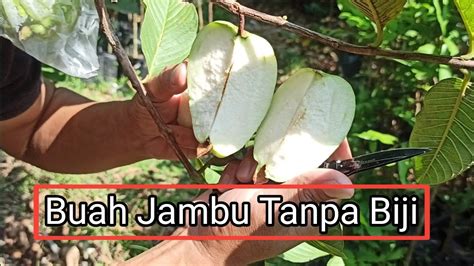 Buah Jambu Biji Tanpa Biji Renyah Manis Daging Pear Pir Fruit YouTube