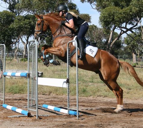 Honest & Reliable Showjumper *PRICE REDUCED* - Thoroughbred - Horsezone