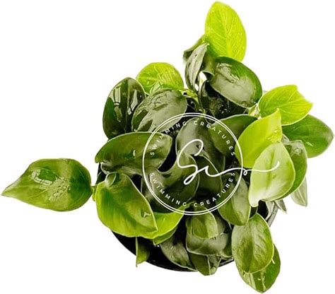 Amazon Swimming Creatures Anubias Barteri VAR Nana Petite