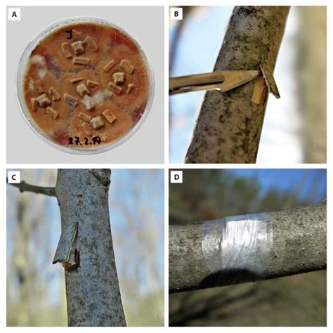 Inoculation Trial A Sapwood Sticks Colonized With The Mycelium Of