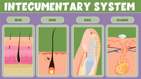 Organs Of The Integumentary System