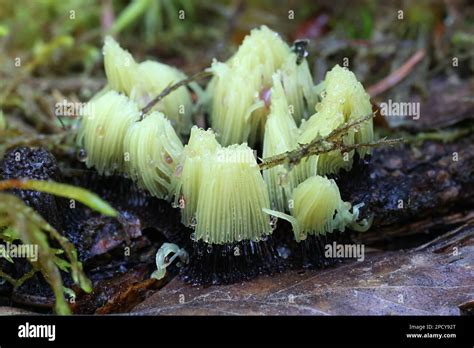 Stemonitis Axifera Known As The Chocolate Tube Slime Mold Myxomycete