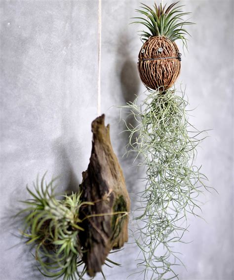 How To Care For Air Plants Expert Tips To Help Them Thrive Homes