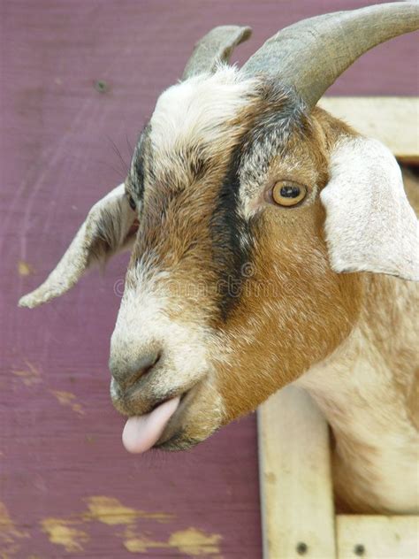 A Goat Sticking Its Tongue Out In Front Of A Purple Wall Royalty Images