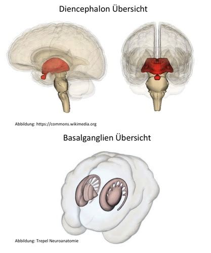 Zwischenhirn Und Basalganglien Karteikarten Quizlet