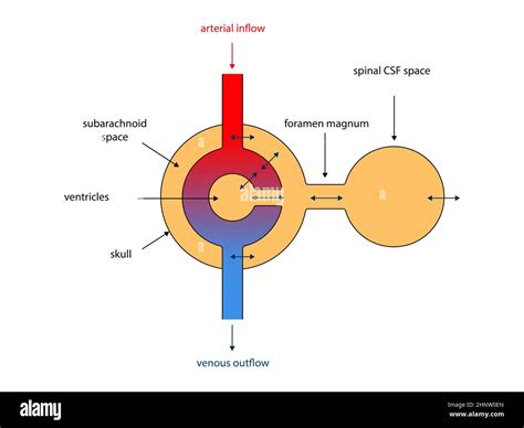 Ventricular System Cross Section Of A Human Brain With Ventricles And