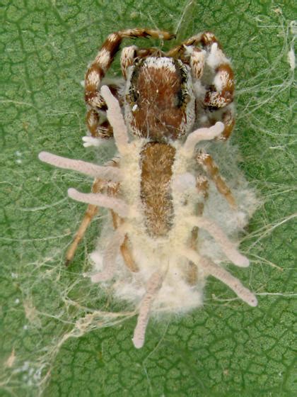 Perhaps Jumping Spider With Entomophagous Fungus Dorsal Bugguide Net