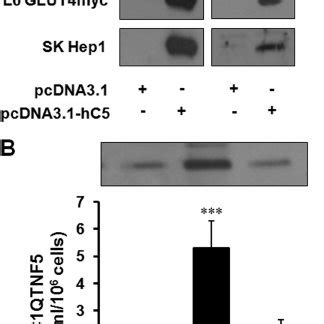 Expression And Secretion Of C Qtnf A C Terminal Flag Tagged