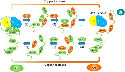 The Metal Chaperone Atox Regulates The Activity Of The Human Copper