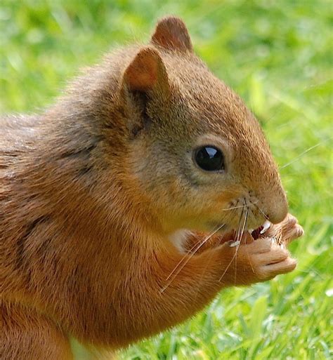 Nature Cameos: Tranquility and Red Squirrels