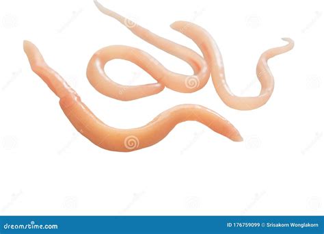 A Parasite that Grows in the Intestines Stock Image - Image of food, fluke: 176759099