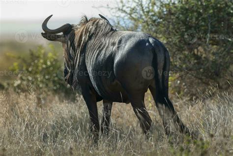 Black wildebeest, Africa 26208902 Stock Photo at Vecteezy