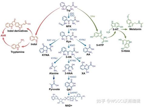 Cell Metabolism 浙江大学发表色氨酸在健康和疾病中的代谢的综述 知乎