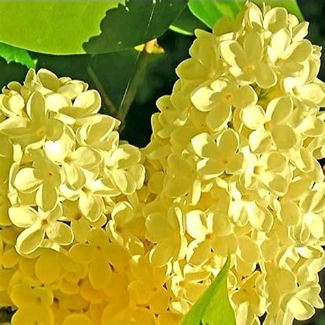 Jp Qauzuy Garden 50 イエロー ライラック 種 開花 多年草 香りの花 低木 ブッシュ アクセント