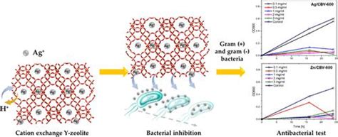 银、锌阳离子交换y型沸石的抗菌和病毒吸附性能acs Omega X Mol