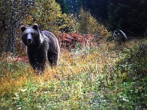 Küre Dağları nda yaban hayvanları fotokapanla görüntülendi