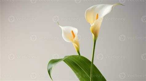 Photo Of Beautiful Calla Lily Flower Isolated On White Background