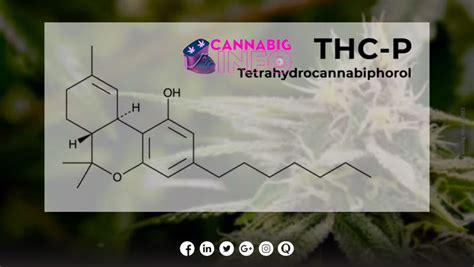 Tout Ce Que Vous Devez Savoir Sur Le Thc P C Bnoids