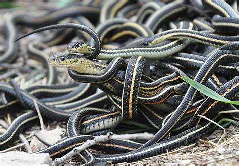 File Mating Ball Of Garter Snakes Wikimedia Commons