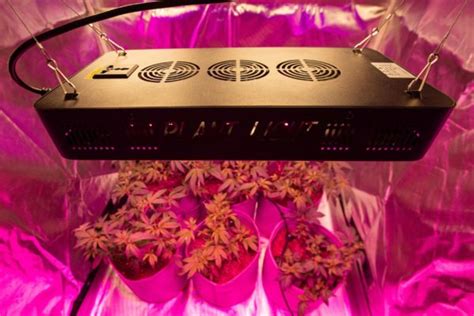 E900 Full Spectrum Led Grow Light Msa