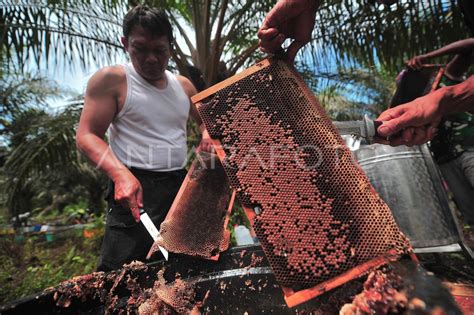 Produksi Madu Lebah Budi Daya Antara Foto