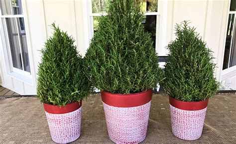 Fragrant Ways To Season Your Holiday With Rosemary The Home Depot