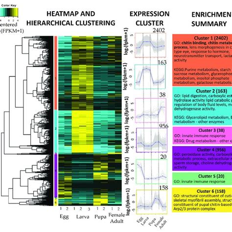 Transcripts Expression And Cluster Enrichment Analysis Heatmap And