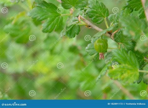 Gooseberry. Flowers Gooseberry Blooming on a Branch of Bush Stock Photo ...