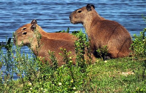 Los Llanos D L Amerika Legjobb Szafarija