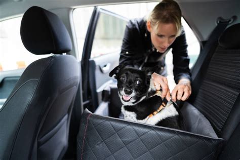 Como Transportar Cachorro Em Carro Blog Usecar