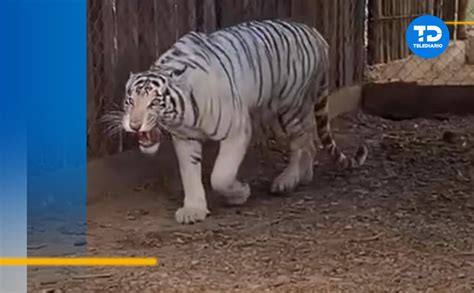 Animales del zoológico La Pastora Nuevo León son llevados a Sinaloa