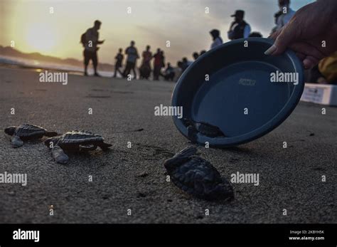 Several Green Turtle Babies Chelonia Mydas Aged Weeks Ran To The