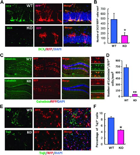 Ablation Of MiR 17 92 Cluster In NSCs Reduces The Neurogenesis In The